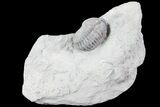 , Partially Enrolled Flexicalymene Trilobite - Ohio #76367-1